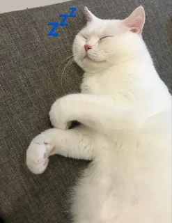 💤