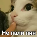 🙈