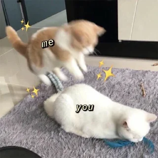 🐈