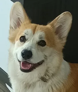 🌟