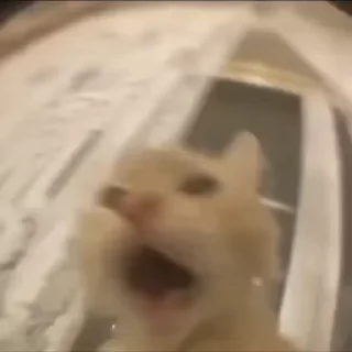 🐈