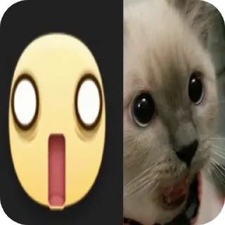 🐱