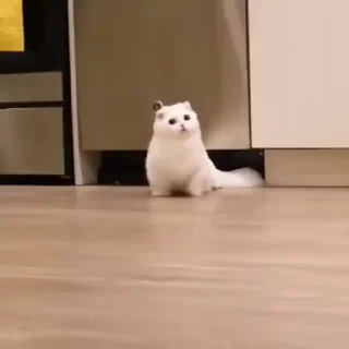 😺