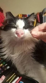🐱