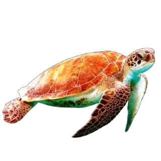 🐢