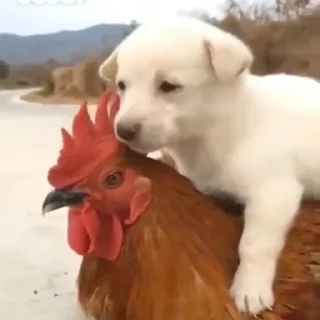 🐕