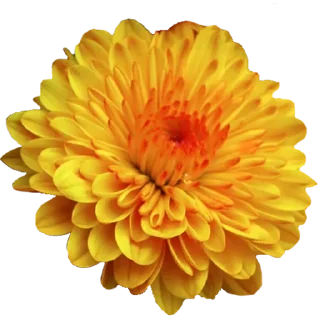 🌼