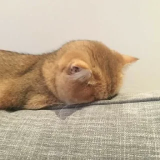 🐈