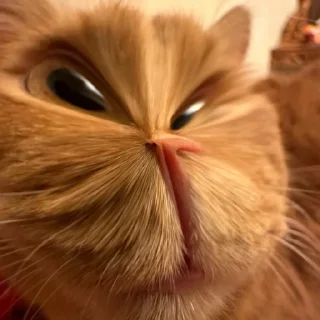 😎