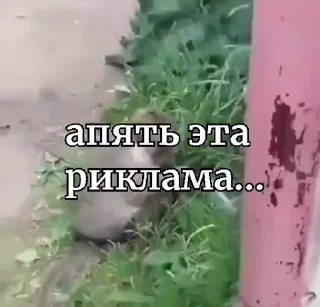 🤩
