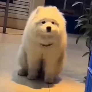 🤩