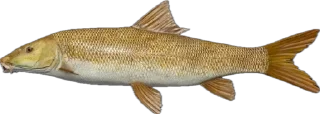 🐟
