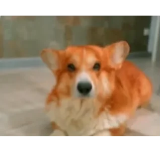 🐶