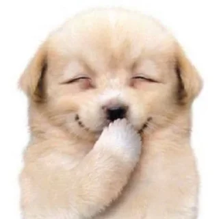 🐶