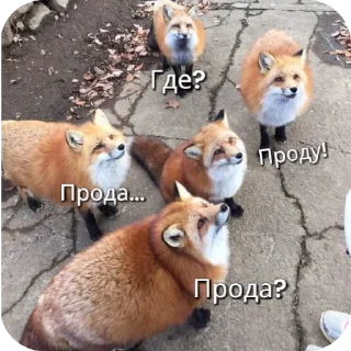 🦊