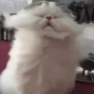 🐈