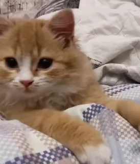 🐈