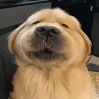 🥸