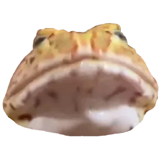 🐸