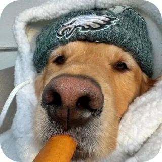 🐶