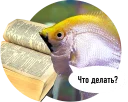 🐟