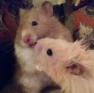 🥰