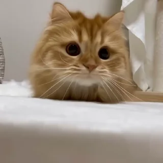 👀