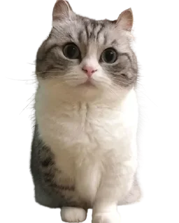 😺