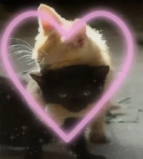🎀