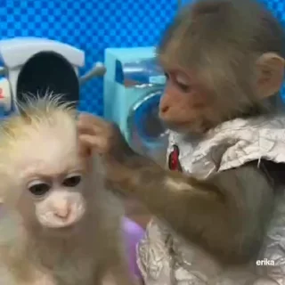 🐵
