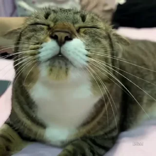 🐾