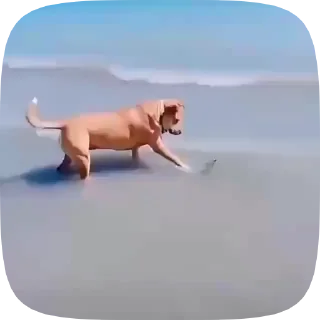 🐶