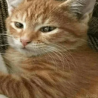 😼