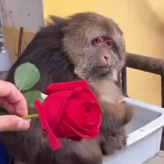 🌹