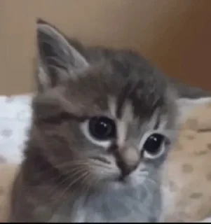 😺