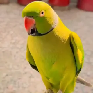 🤩