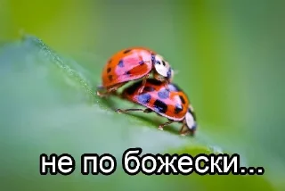 🐞