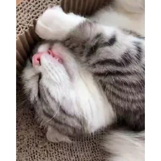 😴
