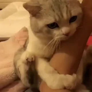 🐾