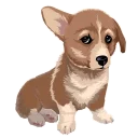 🐶