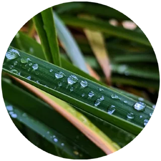 🌿