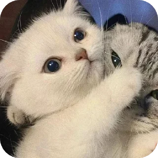 🐱