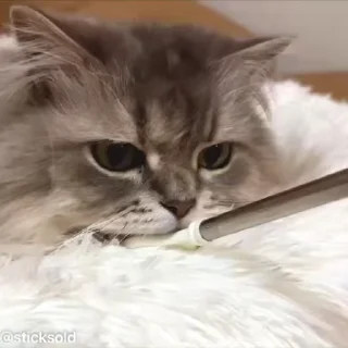 😴