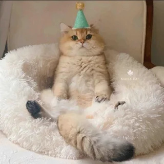 🐱