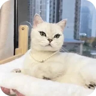 🐱