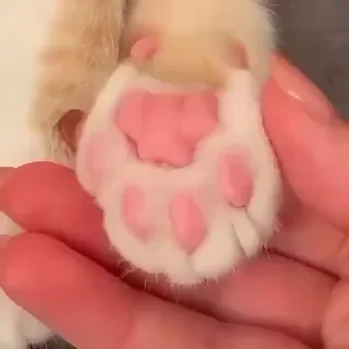 🐾