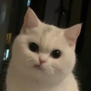 🤍