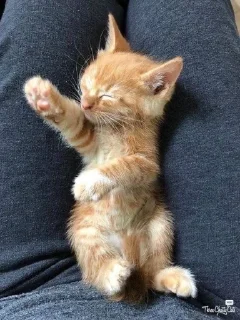 😴