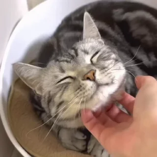 🐈