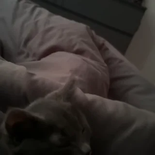 🐈‍⬛️